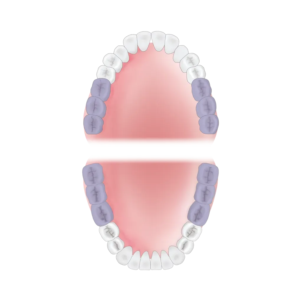 mouth-area-molars-2 Young Innovations